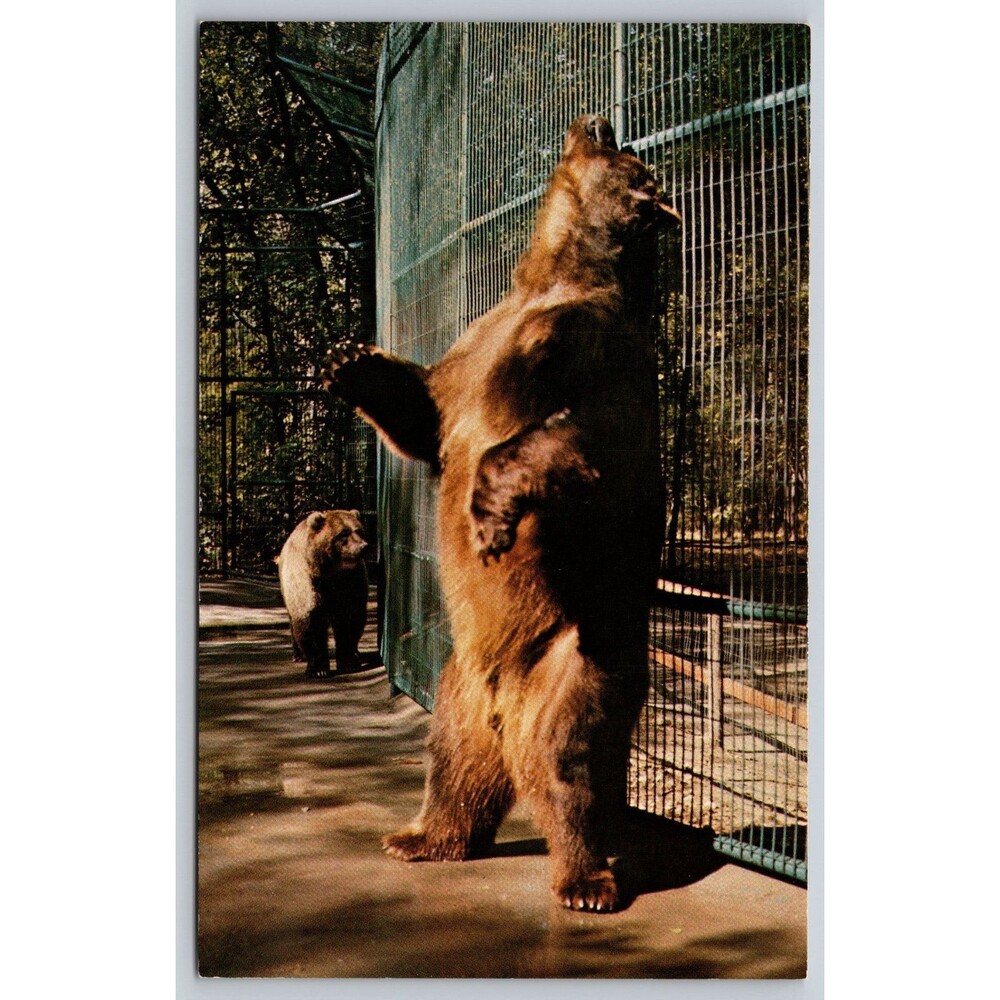 Postcard North Dakota Bismarck Zoo Clyde Alaska Brown Bear Scratching Back 1980